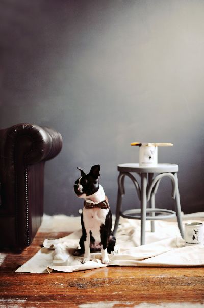 Boston terrier dog wearing bow tie seated on drop cloth by gray painted wall and paint can in an indoor home environment.