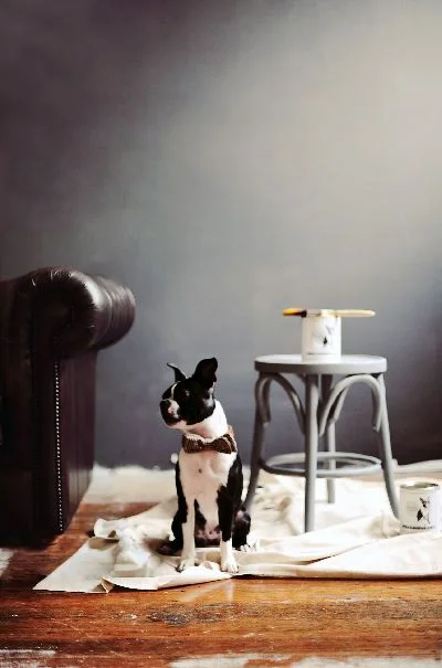 A black and white Boston Terrier wearing a bow tie sits on a drop cloth next to a small wooden stool and leather sofa.