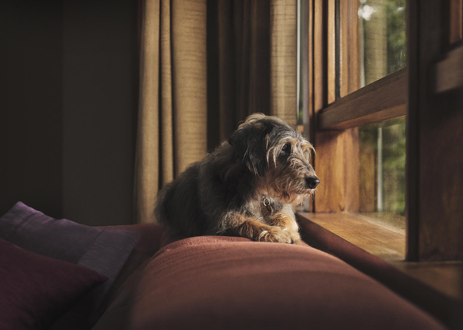 Dog lies on a couch in front of a window with curtains, looking out. The lighting is soft and warm, creating a cozy indoor scene.