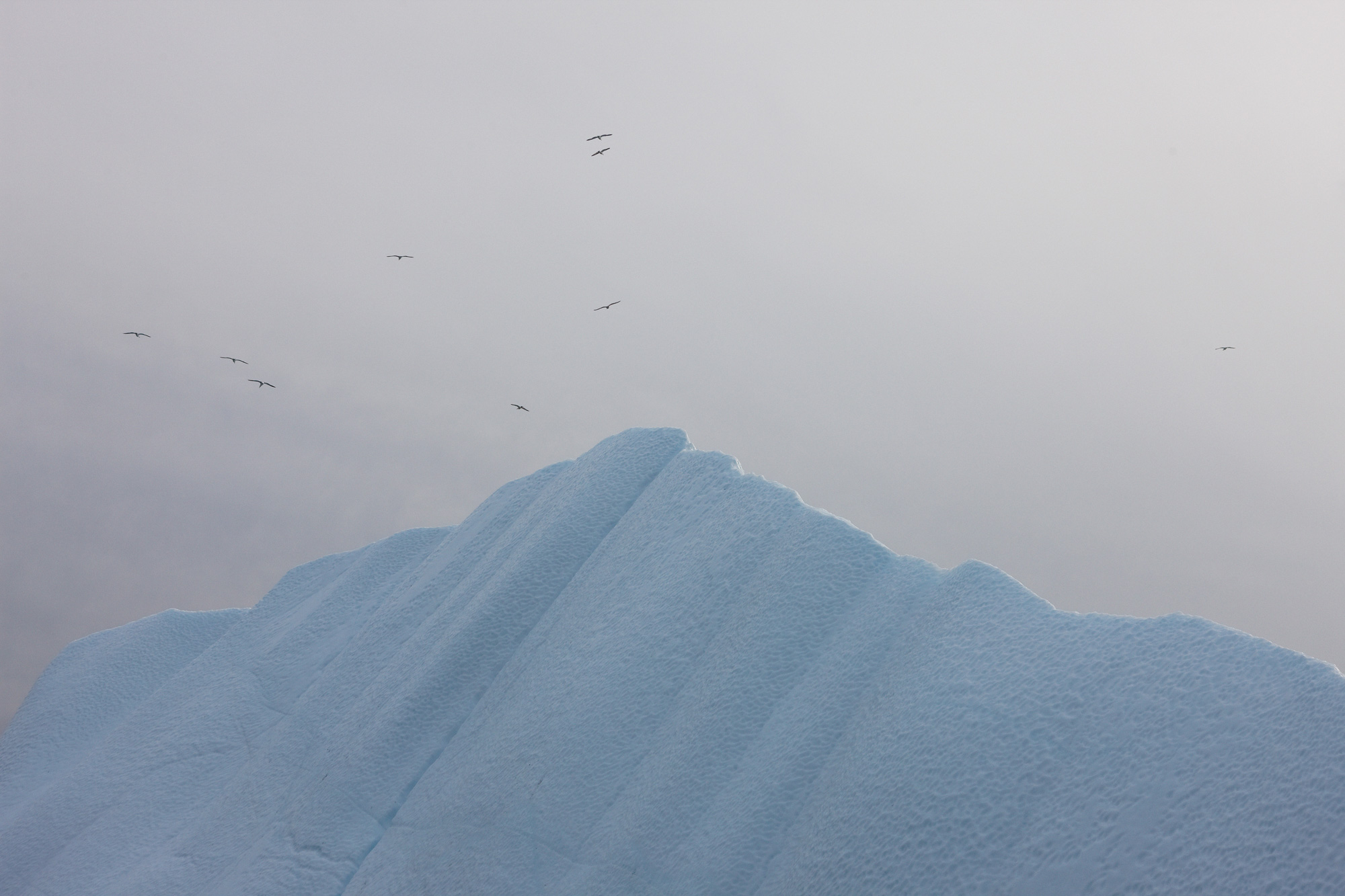 Iceberg with birds flying above it against a foggy grey sky in a nature and wildlife shot. Cold environment with copy space.