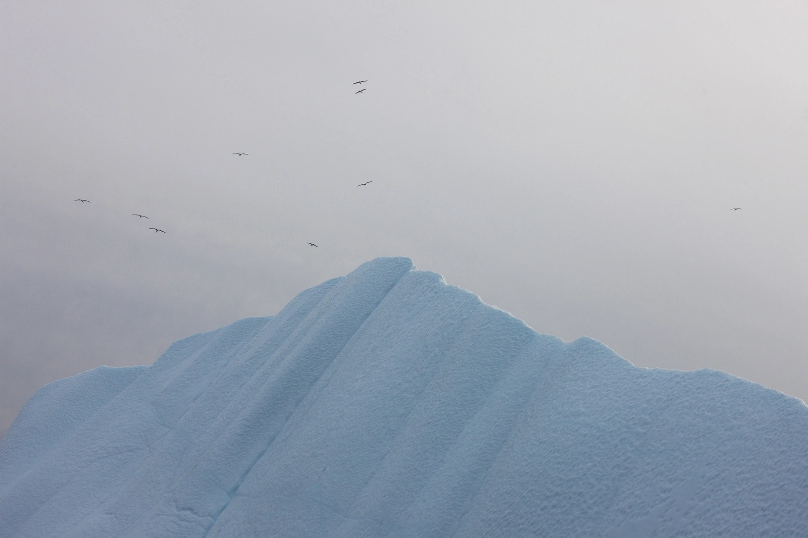 A large textured blue iceberg peak under a pale overcast sky with several birds flying overhead.