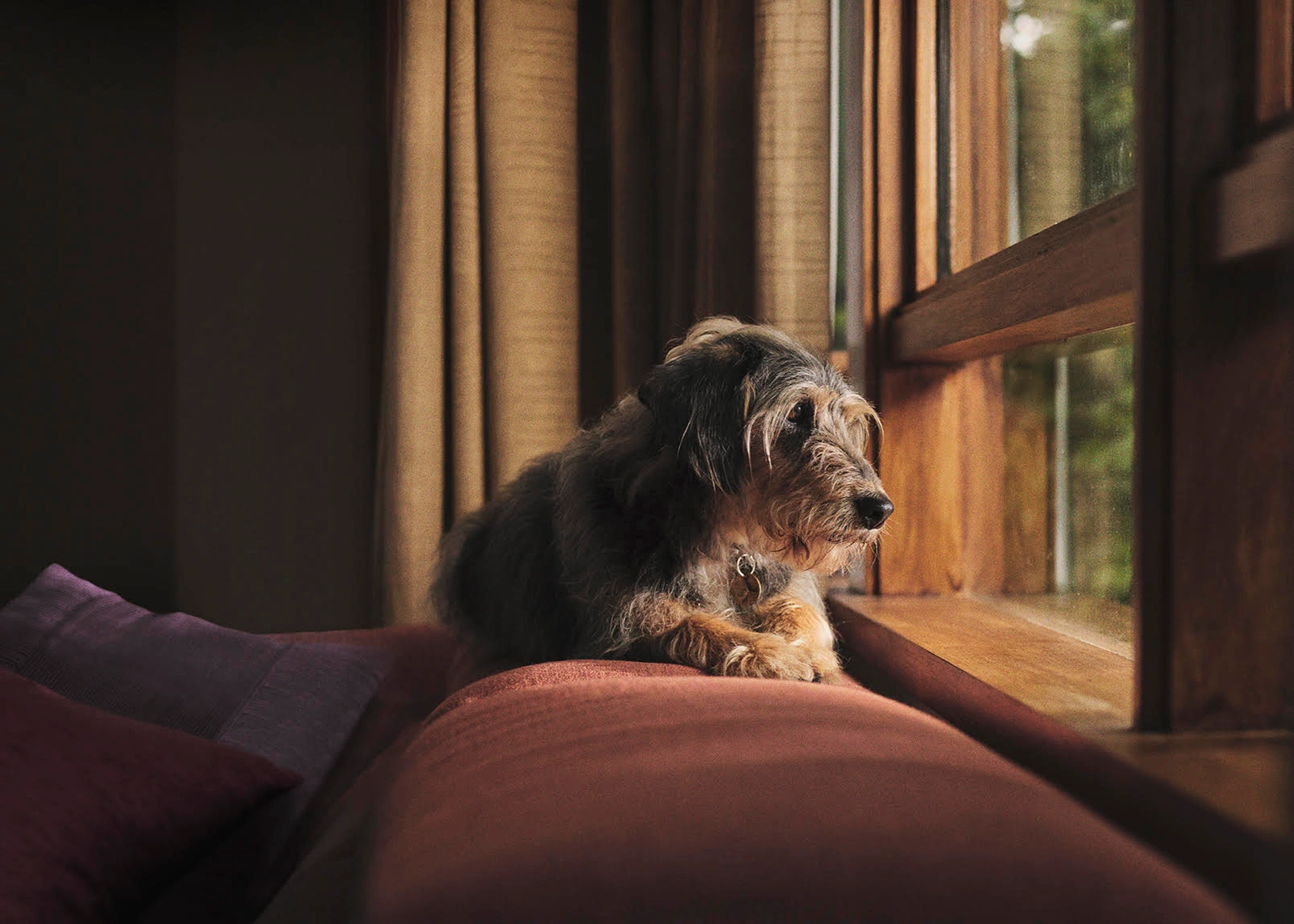 Wirehaired terrier dog resting on a plush sofa next to a wooden window frame looking outside