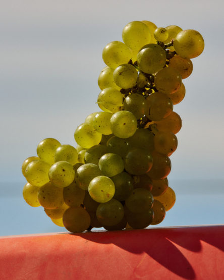 Close-up studio shot of a bunch of green grapes on a red surface, contrasting with a soft, light blue background highlighting the fruit.