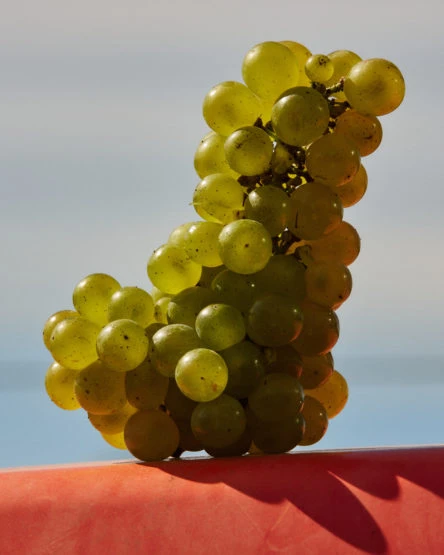 Close-up studio shot of a bunch of green grapes on a red surface, contrasting with a soft, light blue background highlighting the fruit.