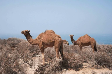 Three camels standing among dry brush on a coastal hillside overlooking the ocean, captured by photographer Karima Asaad.