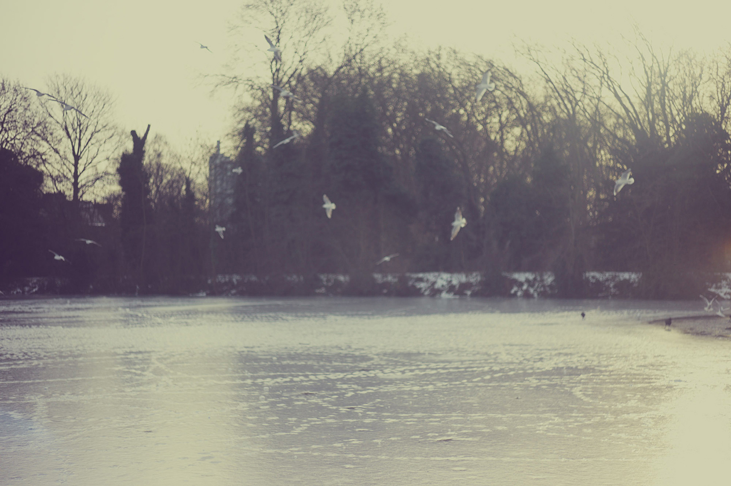 Frozen lake surface with birds flying above, backdrop of bare trees and a hazy sky, creating a serene winter landscape.