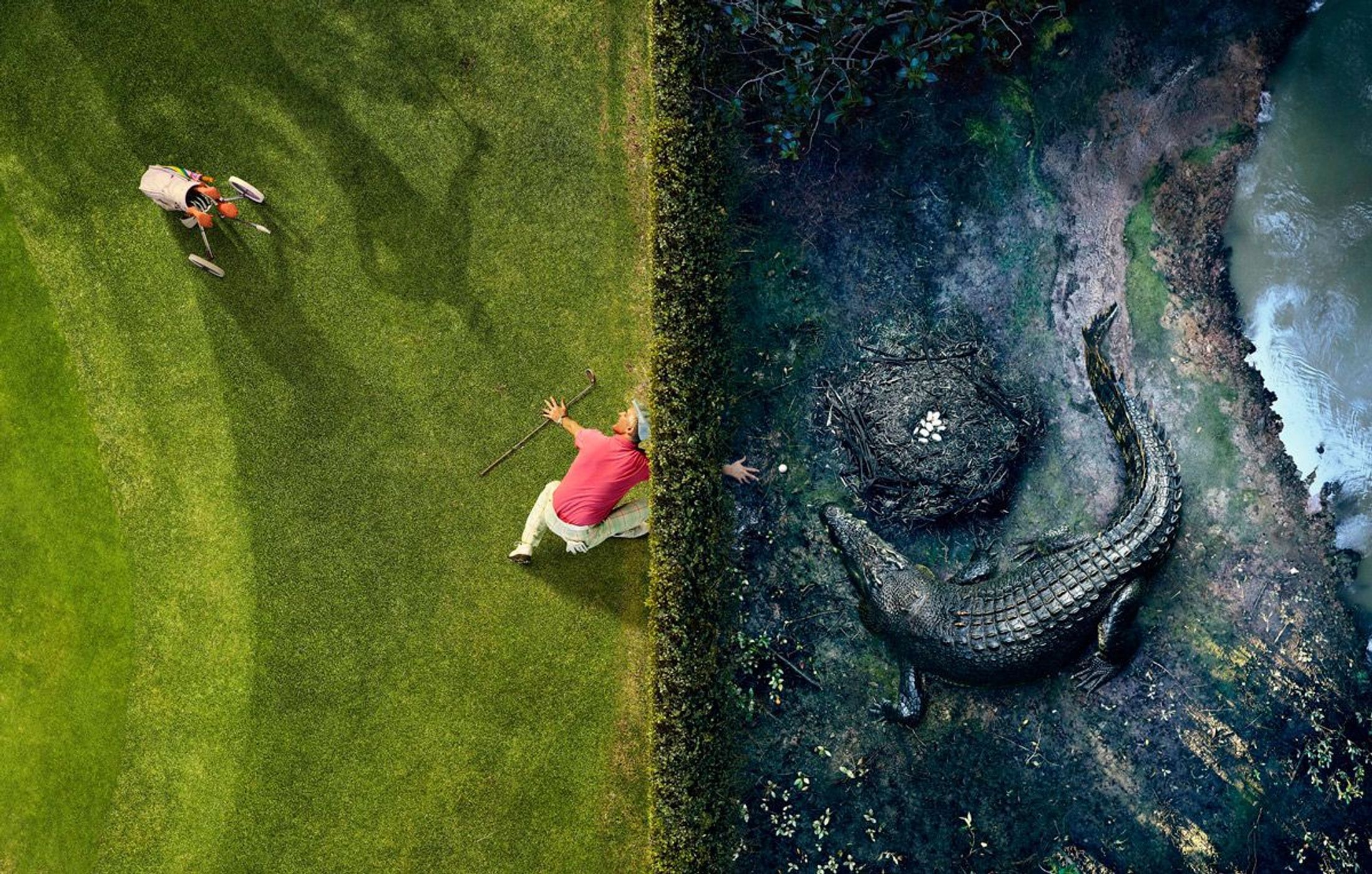 Man in pink shirt reaches for golf ball near alligator's nest, aerial view contrasting golf course and wildlife habitat.