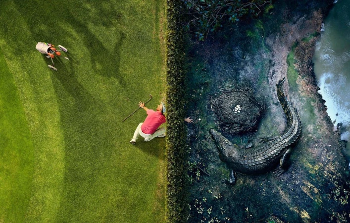 Man in pink shirt reaches for golf ball near alligator's nest, aerial view contrasting golf course and wildlife habitat.