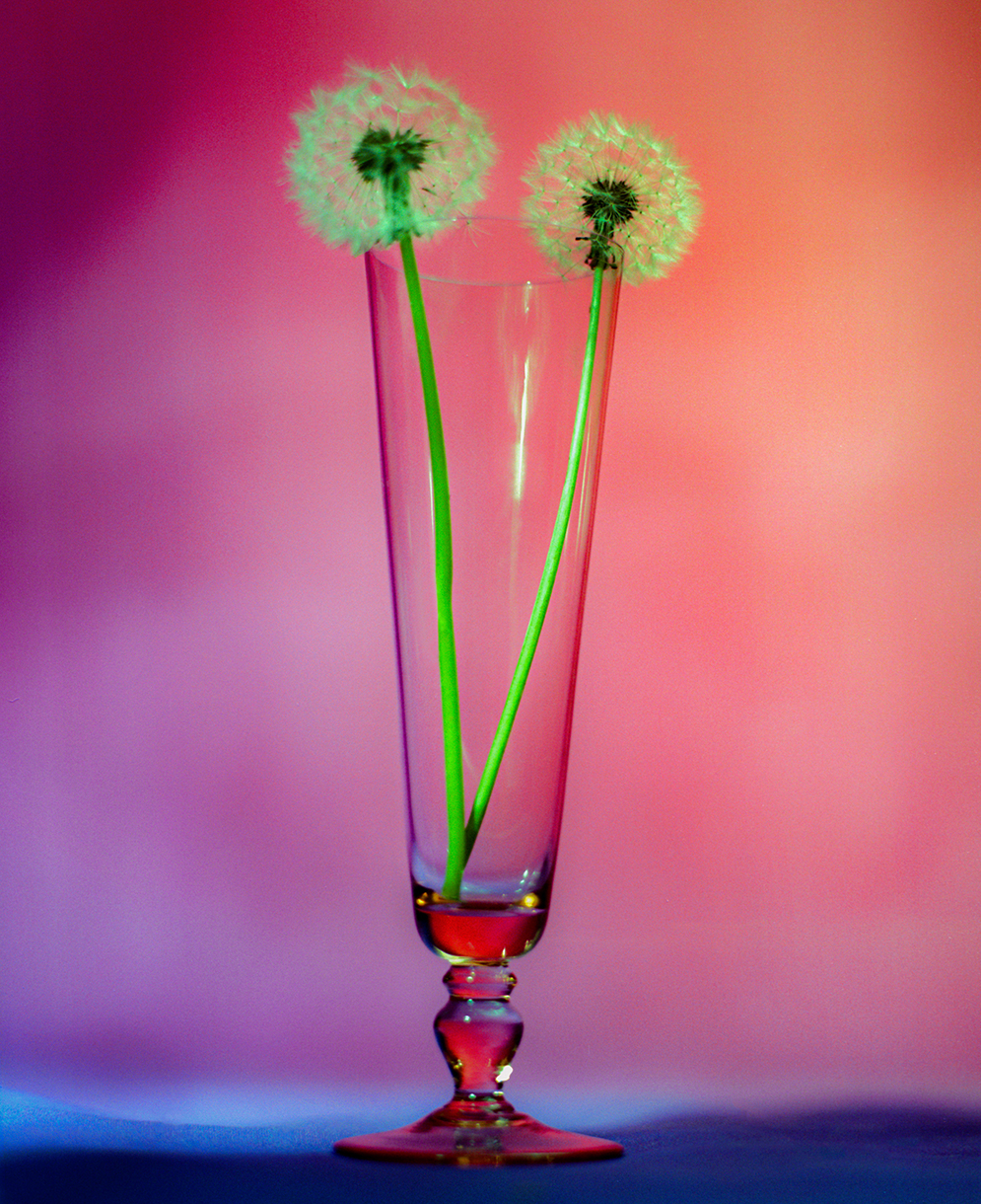 Close-up of two dandelions in a clear, stemmed glass vase against a vibrant pink and blue gradient background with soft, diffused light.