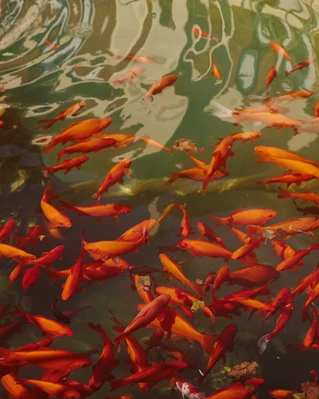 A large group of vibrant orange goldfish swim together in an indoor pond with light reflecting on the water's surface, creating abstract patterns.