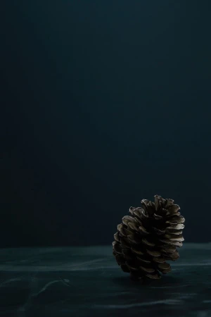 Low angle product shot of a brown pine cone, set against a dark blue background with a textured surface, studio lighting, dramatic.