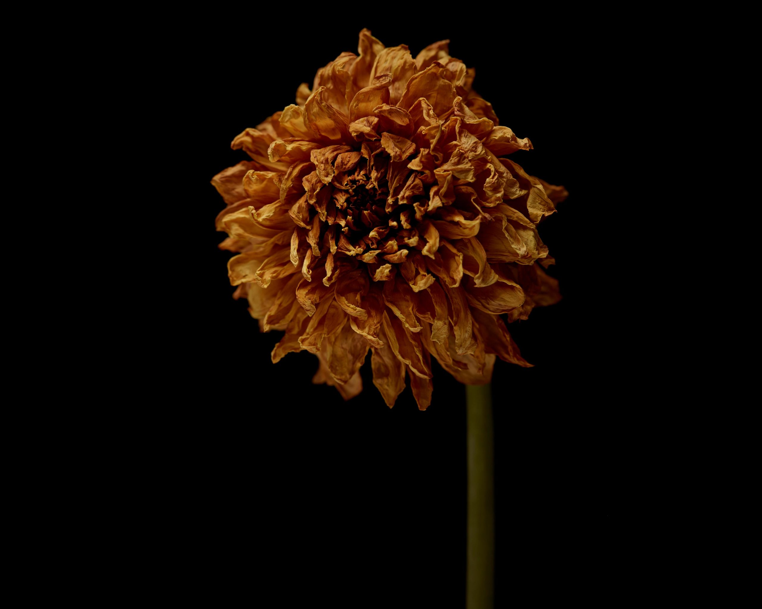 Close-up of a withering orange flower with curled petals on a dark green stem, set against a stark black background in a studio setting.