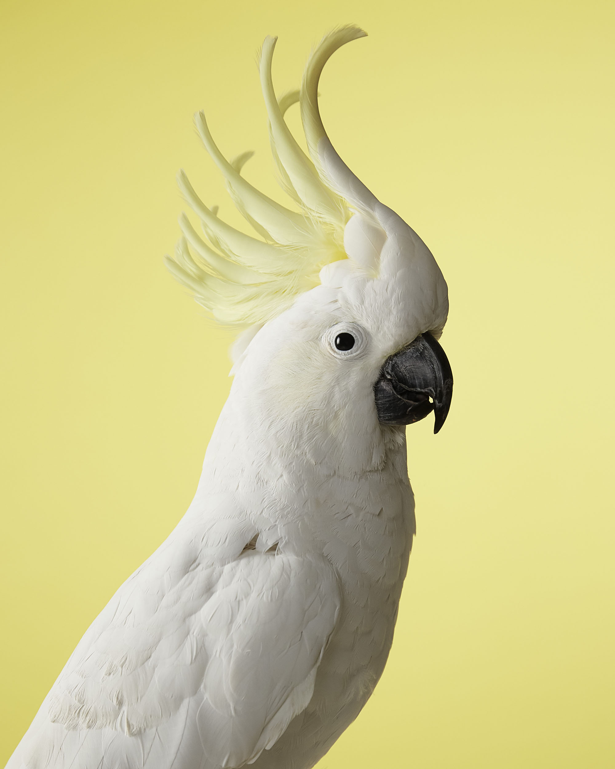 Close-up studio shot of a Sulphur-crested Cockatoo with white feathers and yellow crest, set against a soft yellow background.
