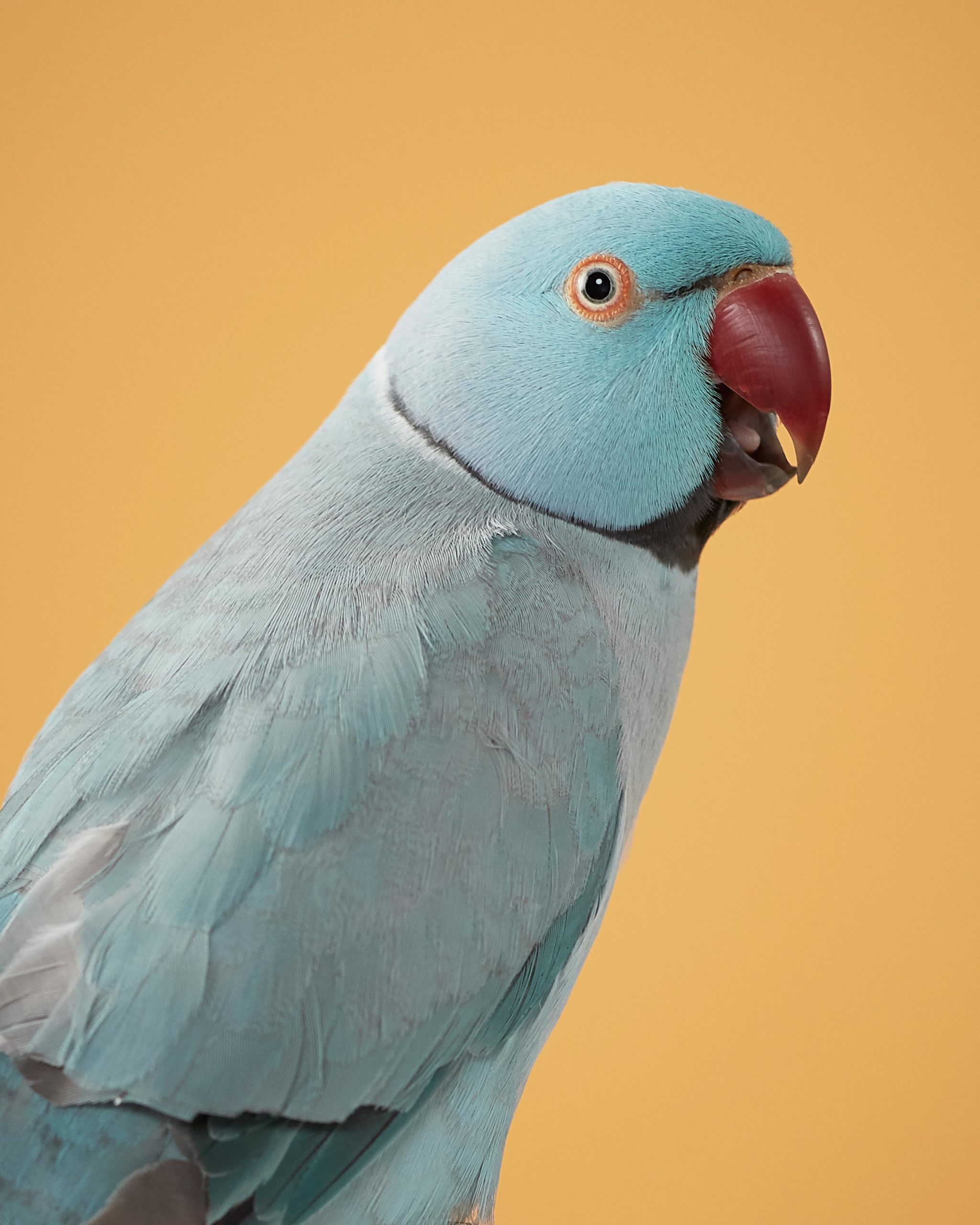 Close-up studio shot of a blue Indian Ringneck parrot with a red beak, perched against a solid yellow background, showcasing its plumage.