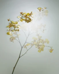 Delicate yellow orchid branch submerged in milky liquid with soft double exposure effect photographed by Danny Eastwood in Sydney