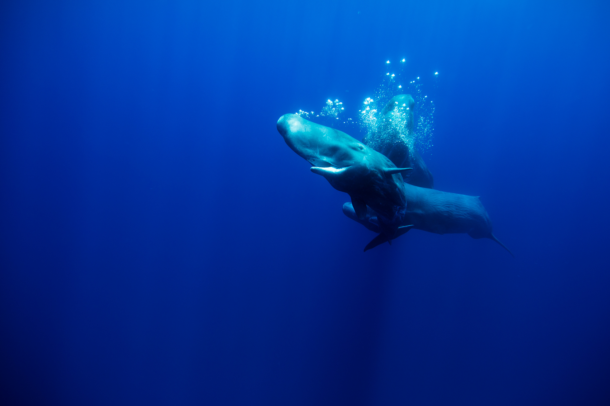 Two sperm whales swim side-by-side underwater in a deep blue ocean, with sunlight filtering down and bubble trails above.