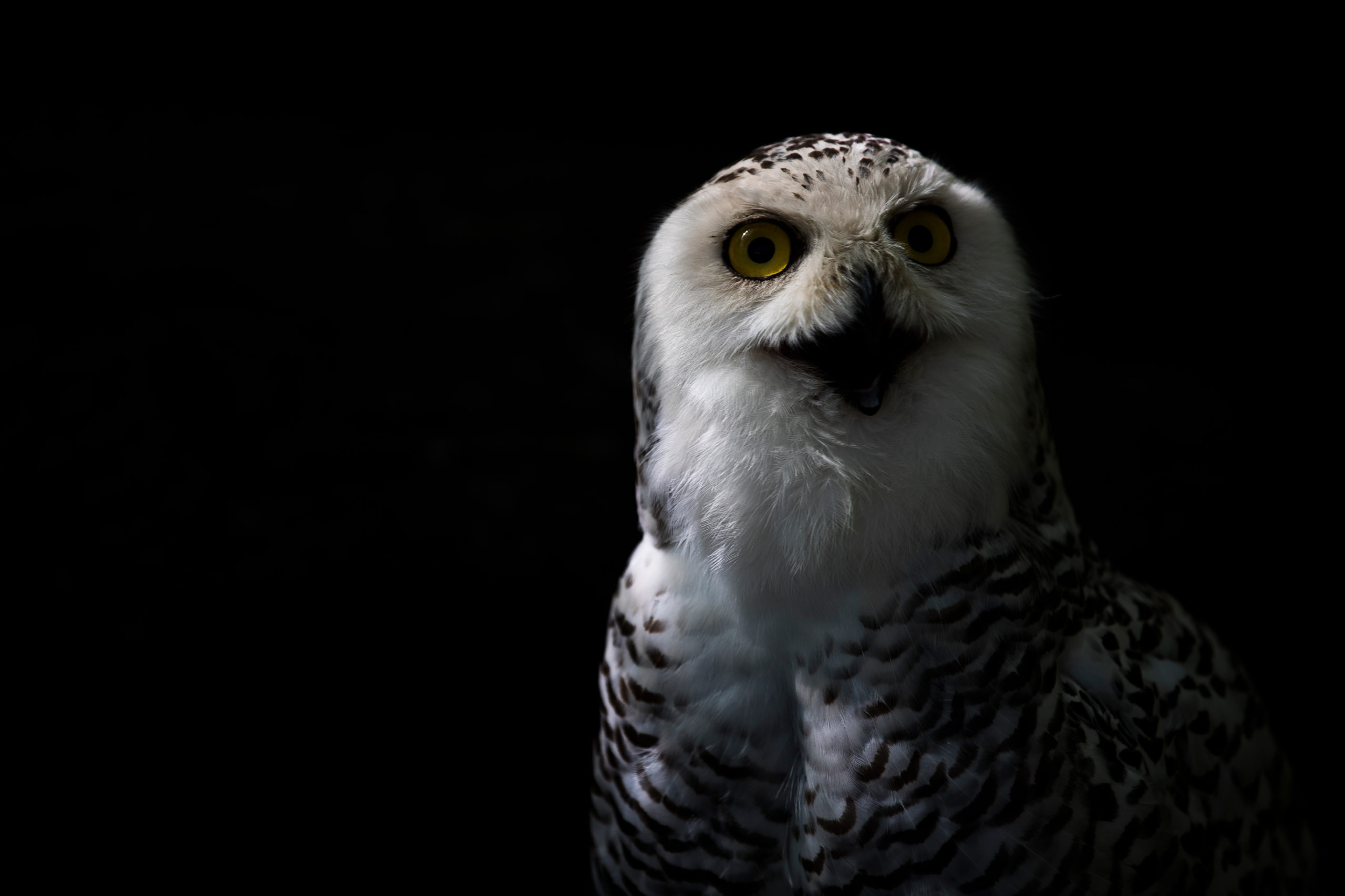 Close-up portrait of a snowy owl with striking yellow eyes and white feathers, captured in a low-key lighting setup against a black background.