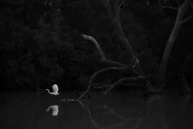 White egret taking flight over dark water with its reflection visible, surrounded by silhouetted tree branches