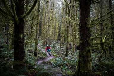 A mountain biker in a red jacket rides down a narrow dirt trail winding through a dense moss-covered forest.