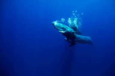 Two sperm whales swimming in deep blue ocean water with rising bubbles captured underwater by Krystle Wright.