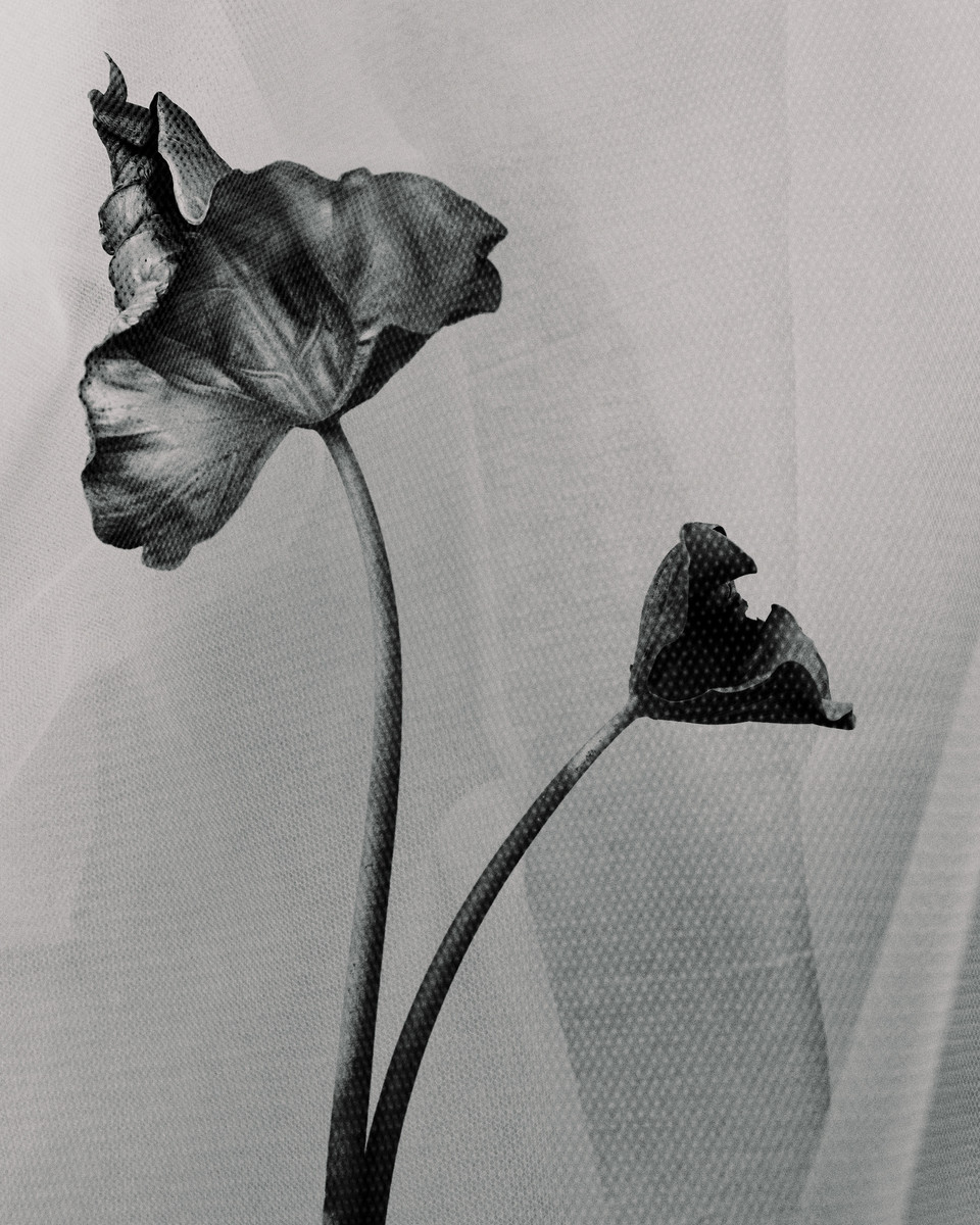 Monochrome close-up of two wilted tulip flowers against a soft-textured background, conveying a delicate yet somber artistic sentiment.