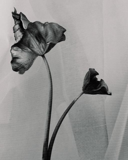 Monochrome close-up of two wilted tulip flowers against a soft-textured background, conveying a delicate yet somber artistic sentiment.