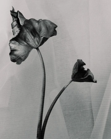 Monochrome close-up of two wilted tulip flowers against a soft-textured background, conveying a delicate yet somber artistic sentiment.
