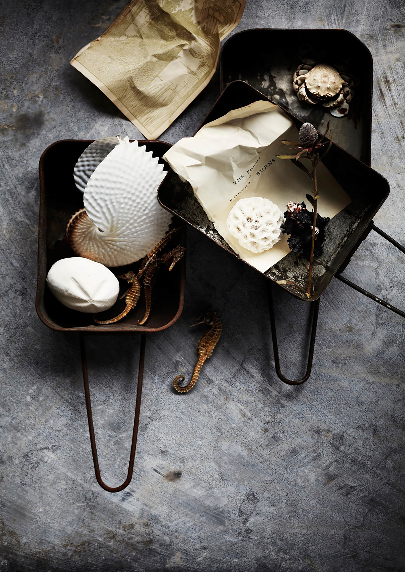 Still life arrangement featuring seashells, seahorses, and vintage paper documents in metal trays against a textured grey background.
