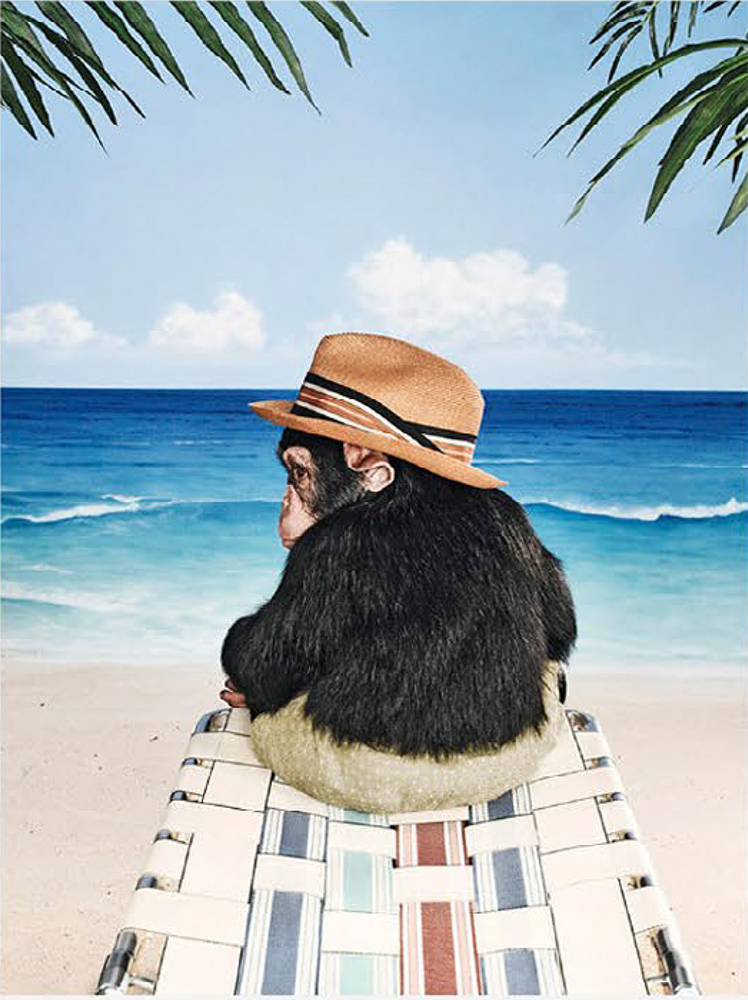 Chimpanzee in a hat sits on a lounge chair on a beach, looking out toward the blue ocean and sky under palm tree fronds.