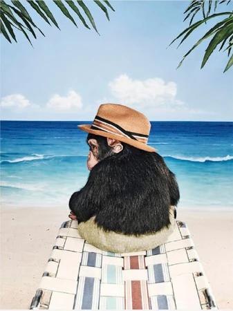Chimpanzee in a hat sits on a lounge chair on a beach, looking out toward the blue ocean and sky under palm tree fronds.