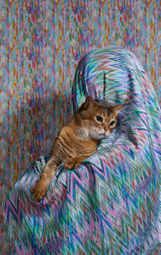 Artistic portrait of a brown cat held in arms, covered by a patterned textile in a blurry colorful background, with soft lighting.