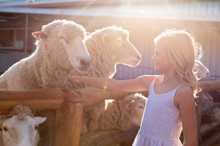 Girl interacts with sheep on farm under bright sunlight. Child in sundress gently touches sheep near a wooden fence in outdoor setting.