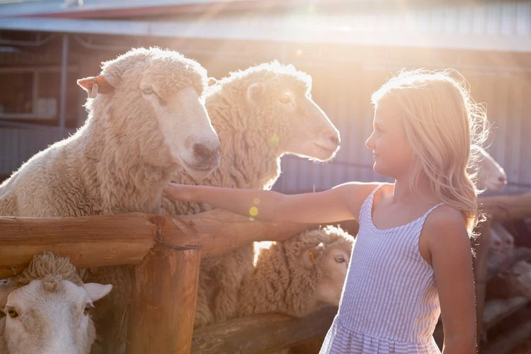 Girl interacts with sheep on farm under bright sunlight. Child in sundress gently touches sheep near a wooden fence in outdoor setting.