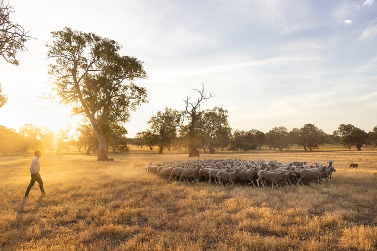 Man tending a flock of sheep in a golden field at sunset, rural scene with warm colors, open pasture, and picturesque trees.