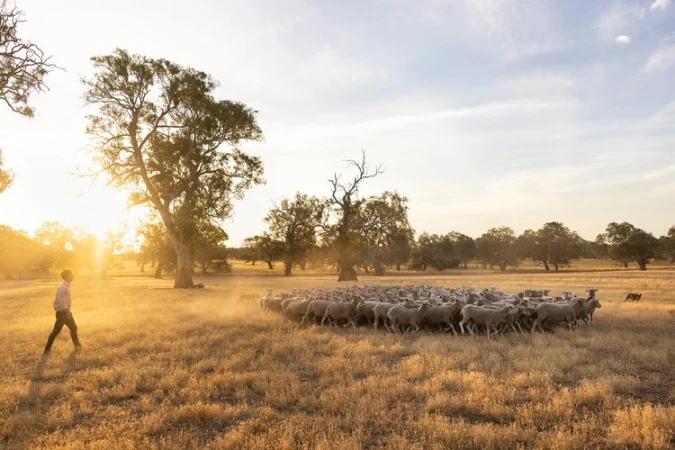Man tending a flock of sheep in a golden field at sunset, rural scene with warm colors, open pasture, and picturesque trees.