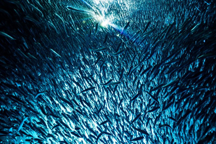 Underwater view of a large school of fish swimming together in a dark blue ocean, illuminated by a light source from above.