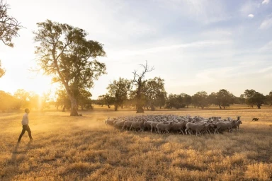 Man walking near a large flock of sheep in a sunlit meadow during golden hour by Jem Cresswell