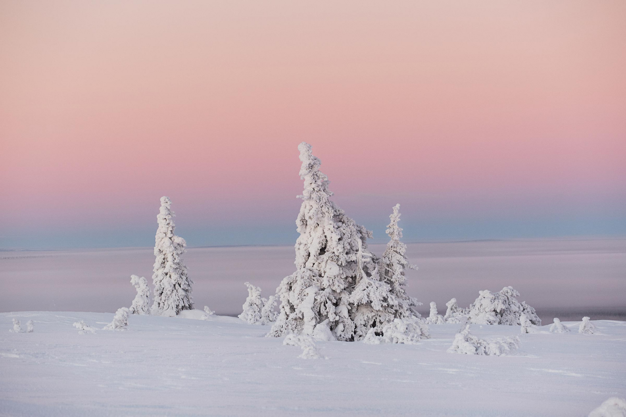 Snow-covered fir trees stand on a snowy field under a pastel sky at sunset, creating a serene winter landscape scene.