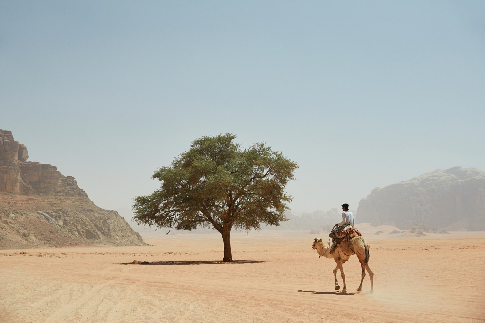 Person rides a camel in a desert landscape with a large tree providing shade and mountains in the distance under a clear sky.