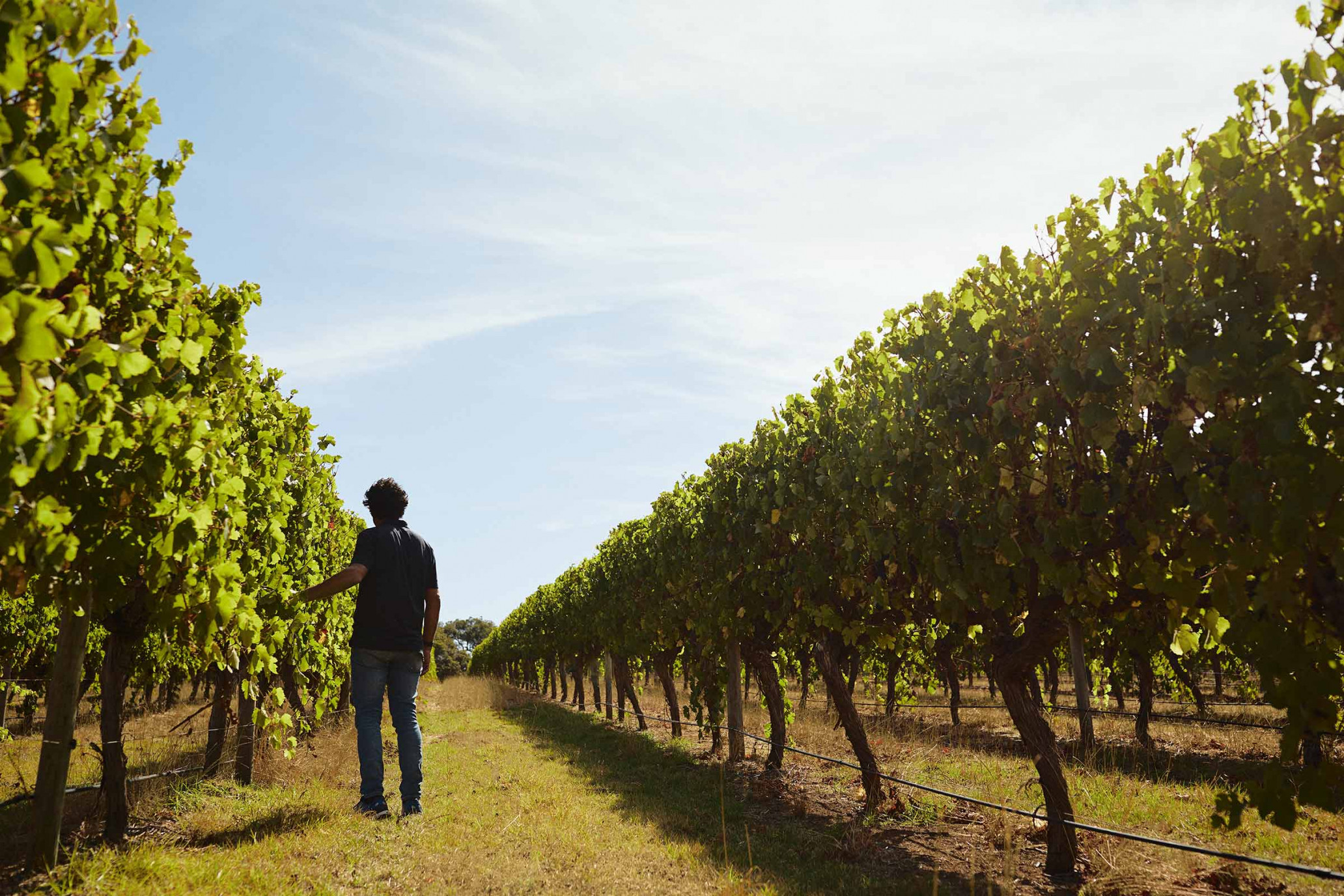 Back view of an adult man in a blue shirt and jeans standing in a vineyard of green grape vines under a clear blue sky on a sunny day.