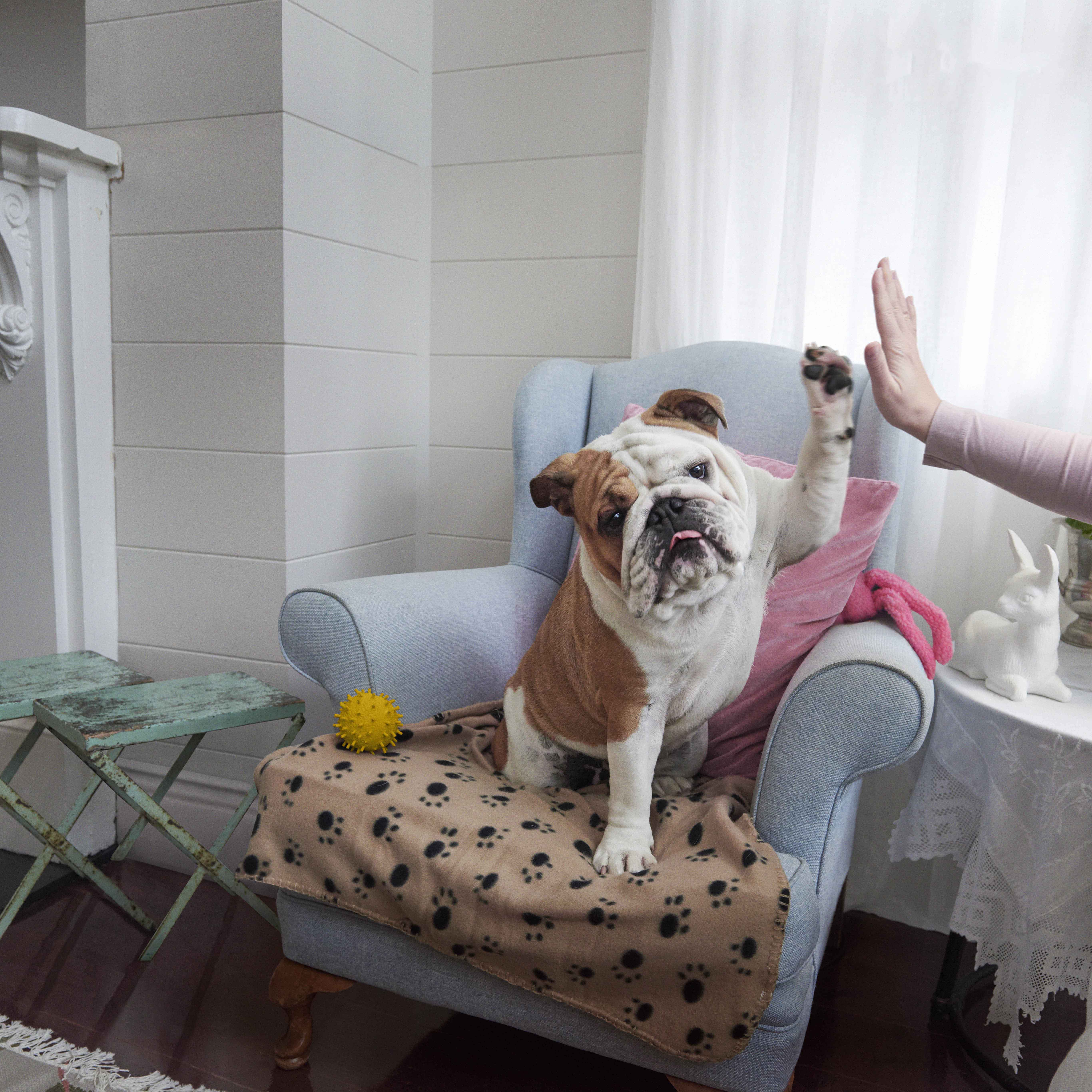 Bulldog sitting on an armchair giving a high five to a person, with a blanket and toys in an indoor setting with natural light.