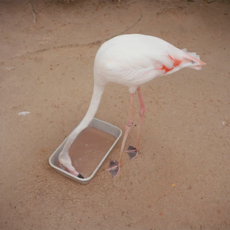Close-up of a flamingo drinking water from a grey rectangular container on sandy ground. The bird's head is lowered to the container.