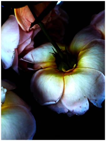 Close-up macro shot of pale pink and yellow rose petals lit dramatically against a dark background