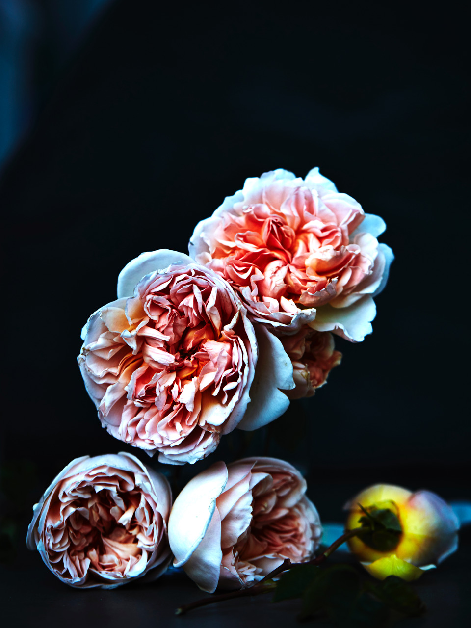 Still life featuring a bouquet of peach-colored roses with detailed petals, set against a dark background, highlighting their delicate beauty.