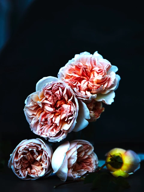 Still life featuring a bouquet of peach-colored roses with detailed petals, set against a dark background, highlighting their delicate beauty.