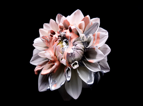 Close-up of a white dahlia flower coated with pale pink and silver metallic paint, set against a stark black background.