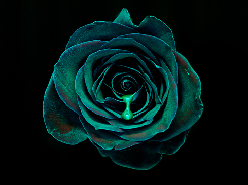 Close-up studio shot of a vibrant teal rose with a luminescent green liquid droplet suspended on its petals against a black backdrop.