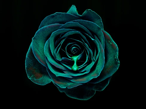 Close-up studio shot of a vibrant teal rose with a luminescent green liquid droplet suspended on its petals against a black backdrop.
