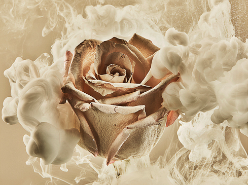 Close-up photograph of a beige rose surrounded by swirling white smoke against a soft beige background, capturing a delicate floral still life.