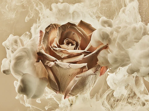 Close-up photograph of a beige rose surrounded by swirling white smoke against a soft beige background, capturing a delicate floral still life.